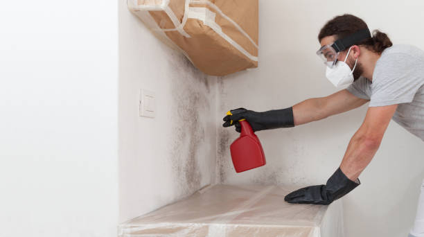 Professional Attic Mold Remediation technician working in Todd, PA