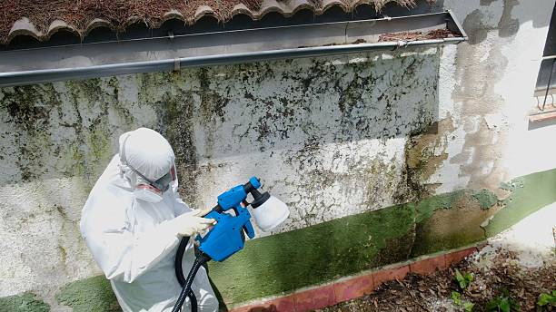 Top rated local Attic Mold Remediation specialists in Todd, PA